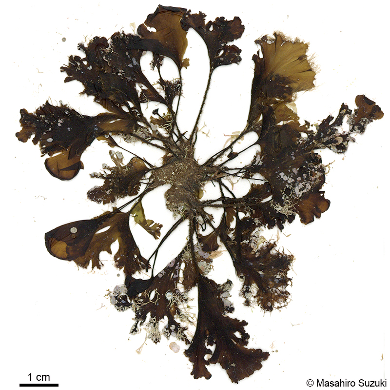 エツキシマオウギ Spatoglossum stipitatum